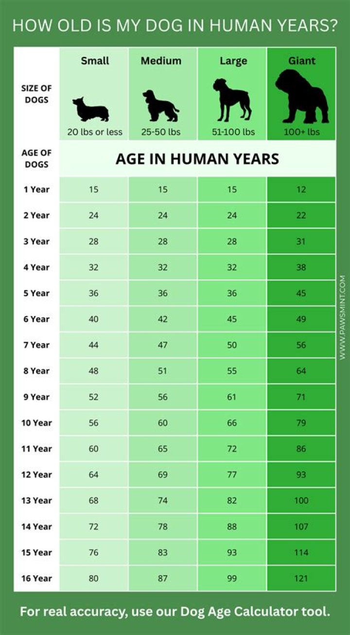 OhTofu Age: How Old Is He?